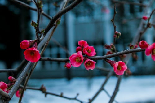 Close up of Blossom