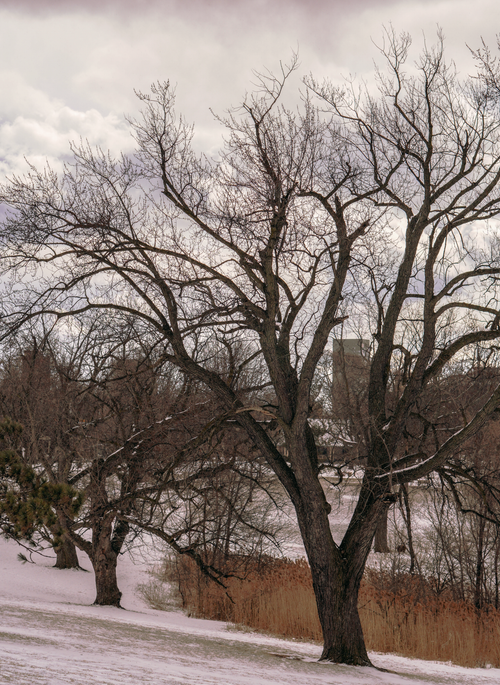 Free Tranquil winter scene featuring bare trees in snow under an overcast sky. Stock Photo
