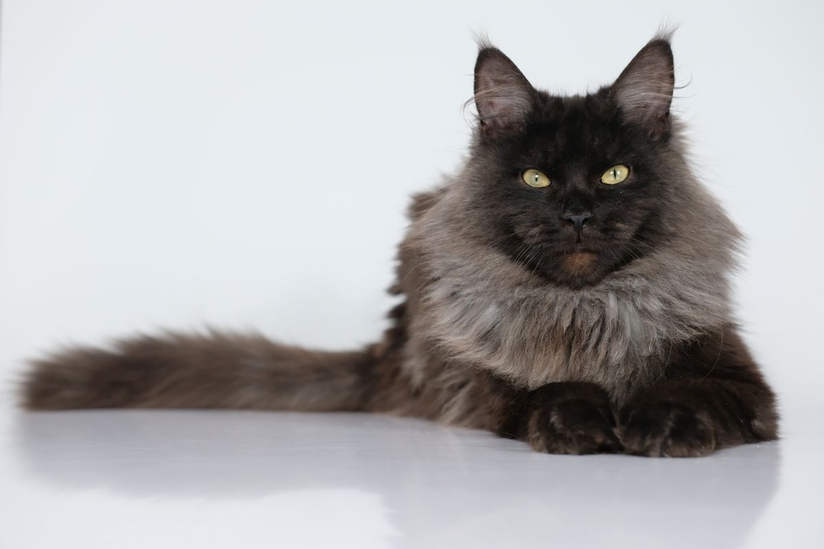 Maine Coon black smoke : comment reconnaître cette robe sans se tromper