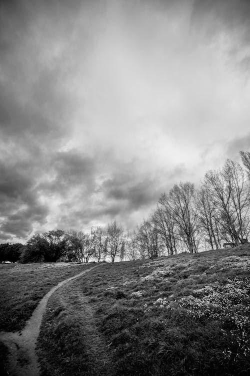 Grayscale Photography of Leafless Trees on a Grass Field