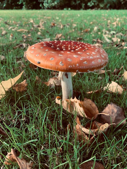 Close Up Photo of a Mushroom