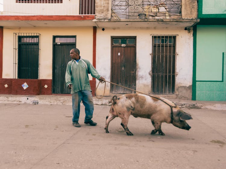 A Man With A Pig In A Town