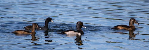 Ring-necked ducks (one drake with 2 hens) and a Coot