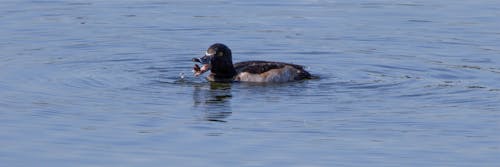 Ring-necked duck drake eating a snail