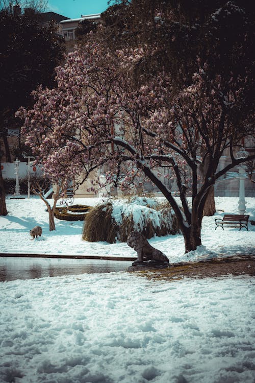 Foto d'estoc gratuïta de arbre verd, banc de fusta, estàtua