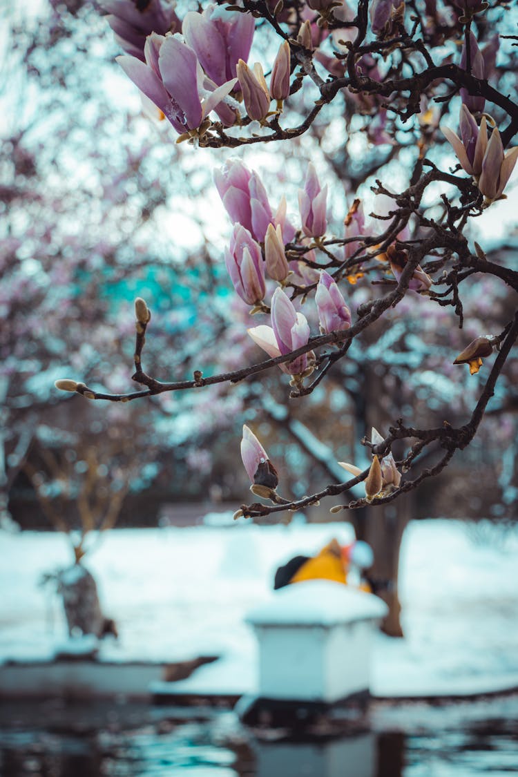 Close Up Of Blossom