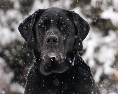 Free A Black Labrador in the Snow  Stock Photo