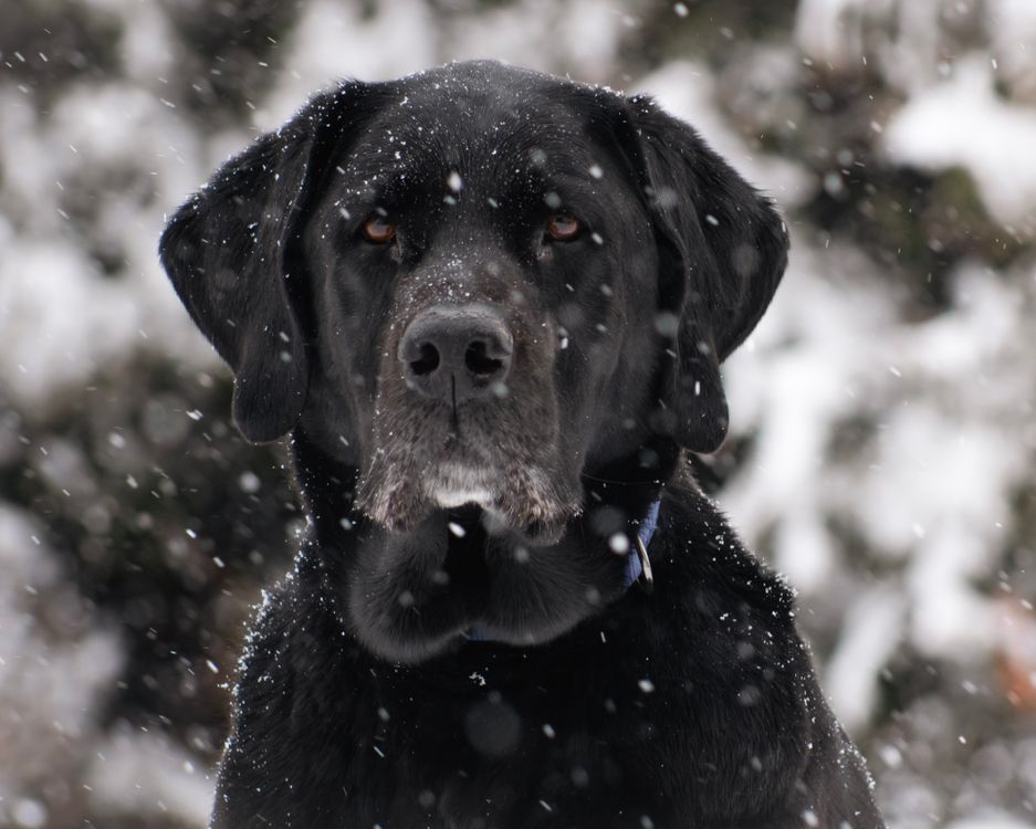 Labrador Snowfall A Black Labrador in the Snow · Free Stock Photo
