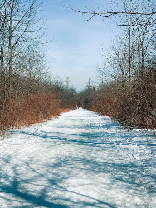 Leafless Trees on Snow Covered Ground