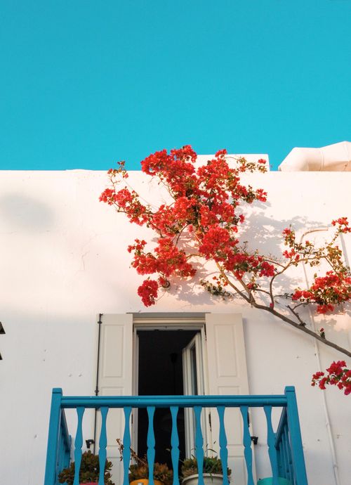 Free Vibrant bougainvillea blooms against a pristine white wall and blue sky in Mikonos, Greece. Stock Photo