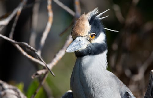 คลังภาพถ่ายฟรี ของ everglades, ธรรมชาติ, นก