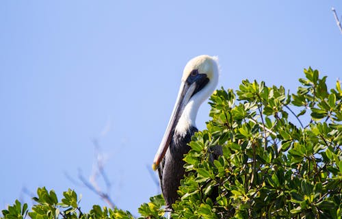 Brown Pelican in Mangrove