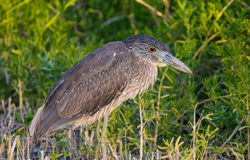 Close-Up Shot of a Heron