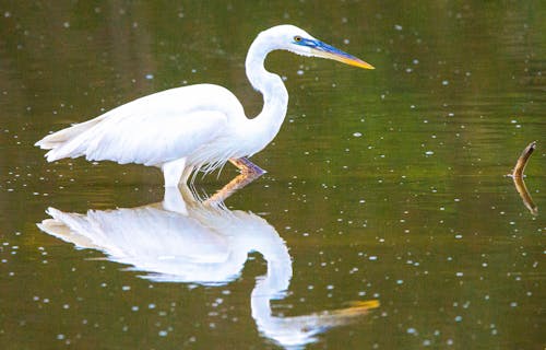 Ingyenes stockfotó állat, everglades, everglades nemzeti park témában