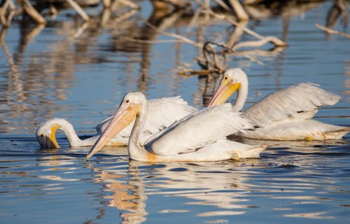 White Pelicans in the Water