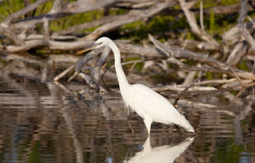 White Bird on Shallow Water