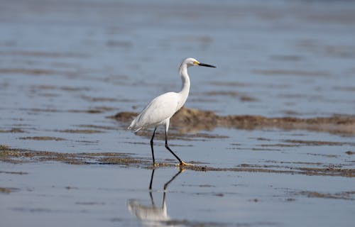 White Egret Bird on the Shore