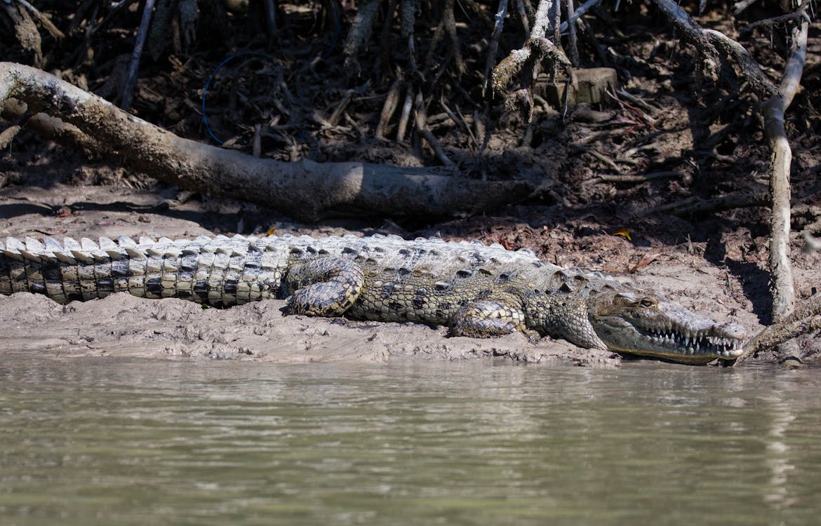 American Crocodile on Lake