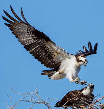 A stunning image of an osprey in flight and another perched on a branch with a clear blue sky.