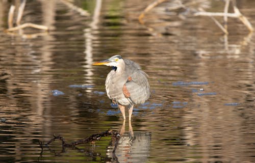 คลังภาพถ่ายฟรี ของ everglades, ธรรมชาติ, นก