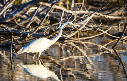 Great White Heron