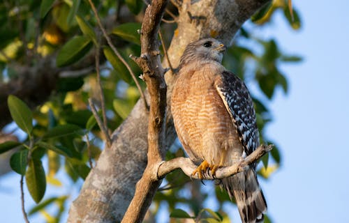 คลังภาพถ่ายฟรี ของ everglades, ธรรมชาติ, นก