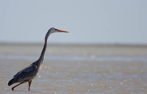 A Great Blue Heron in the Water 