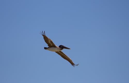 Brown Pelican in Flight