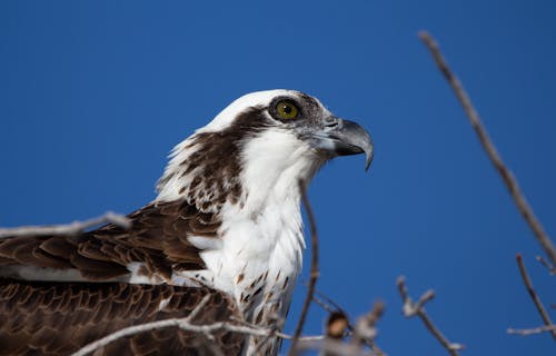 Osprey Head