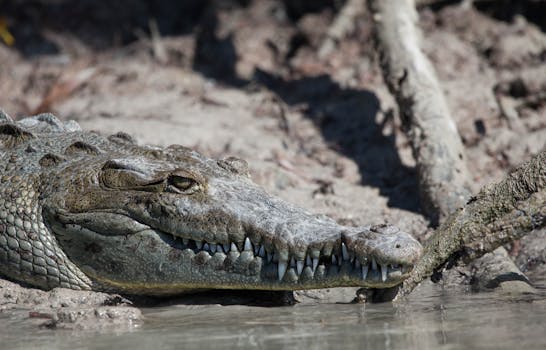 Detailed close-up of an American Crocodile resting by the water in Florida wetlands.