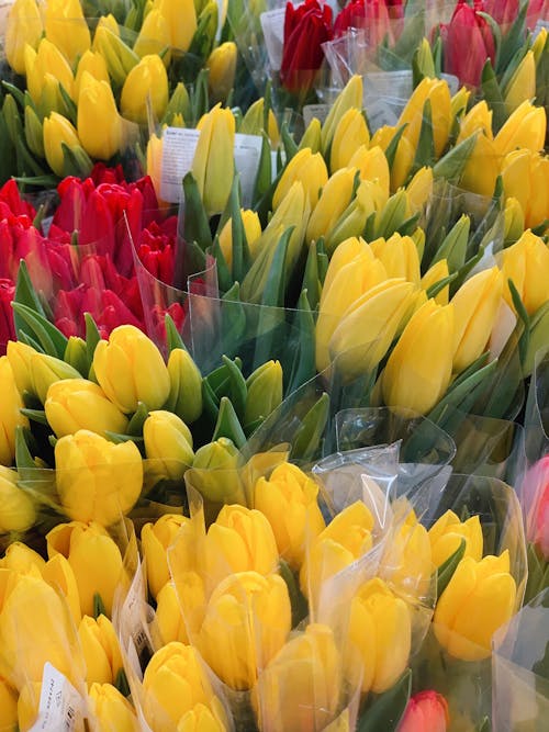 Foto d'estoc gratuïta de flora, florir, flors