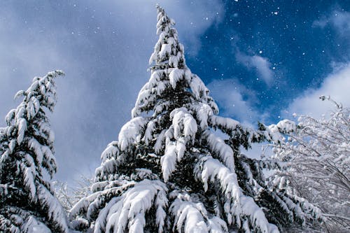 Gratis stockfoto met bomen, hemel, sneeuw Stockfoto