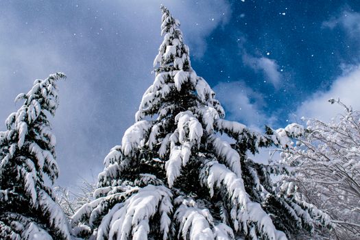 Captivating view of snow-covered pine trees with a backdrop of clear blue winter sky.
