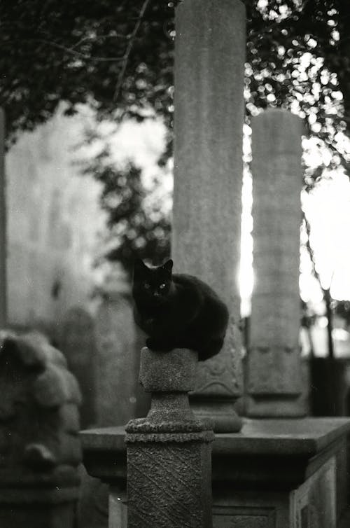 Free Mezarlıkta bir kedi  Stock Photo