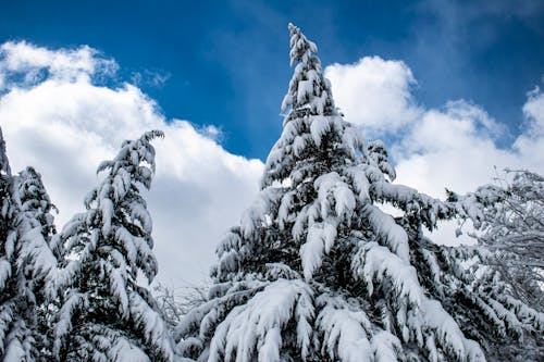 Foto profissional grátis de árvores, árvores verdes, coberto de neve