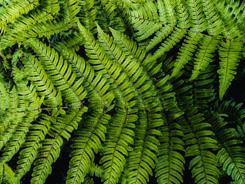 シダ, シダの葉, 緑の無料の写真素材