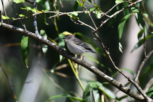 A Warbler Perched on a Branch 