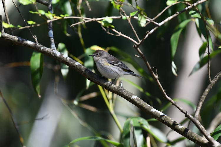 A Warbler Perched On A Branch 