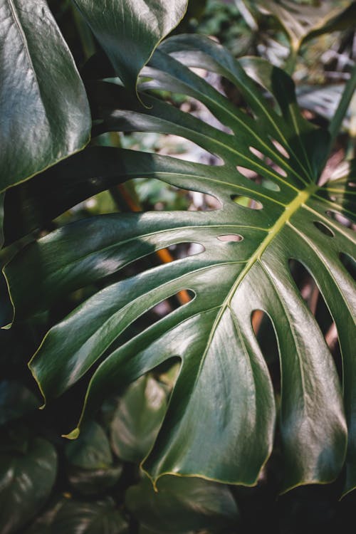Ücretsiz bitki, dikey atış, doğa içeren Ücretsiz stok fotoğraf Stok Fotoğraflar