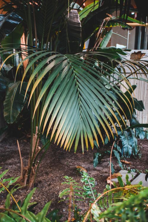 Free Vibrant green palm leaf in an indoor setting, showcasing natural beauty and exotic foliage. Stock Photo