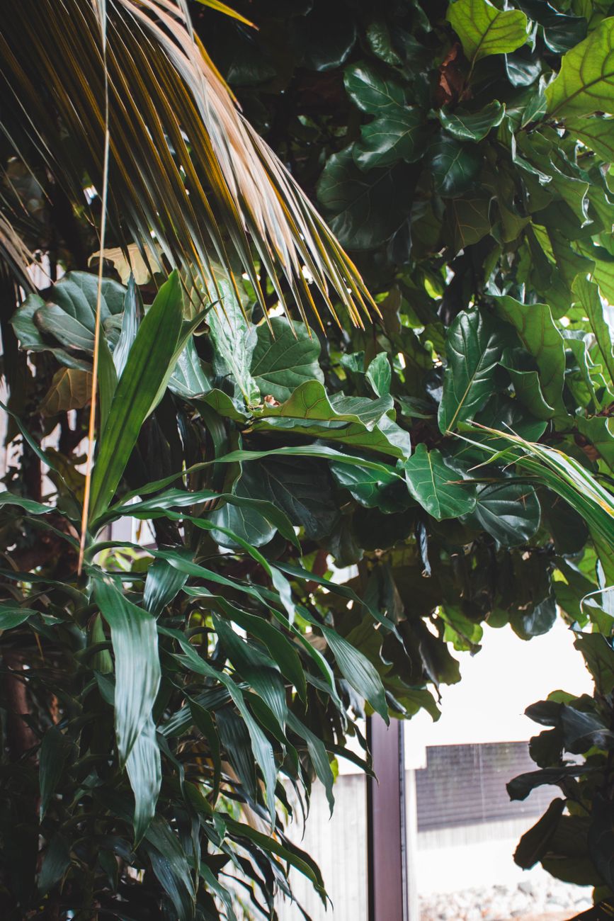 Vibrant indoor view of exotic tropical plants with lush green leaves by a window.