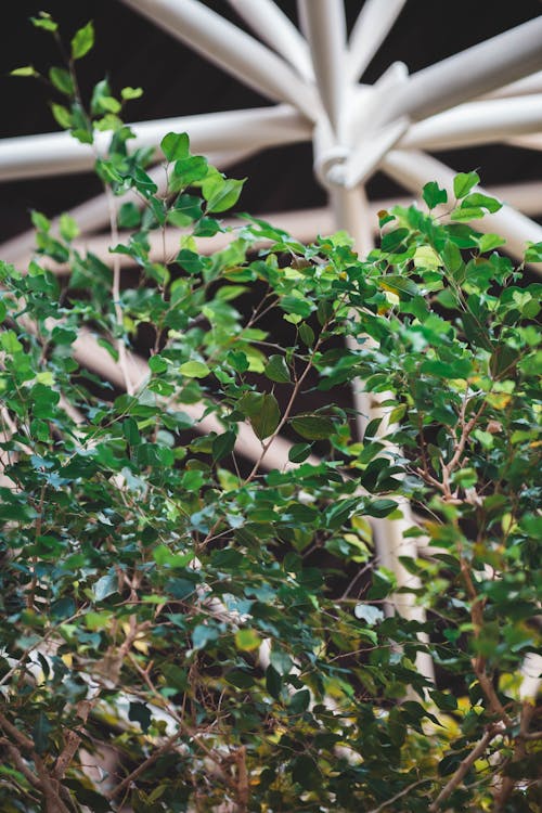 Close-up of a Shrub in the Garden 