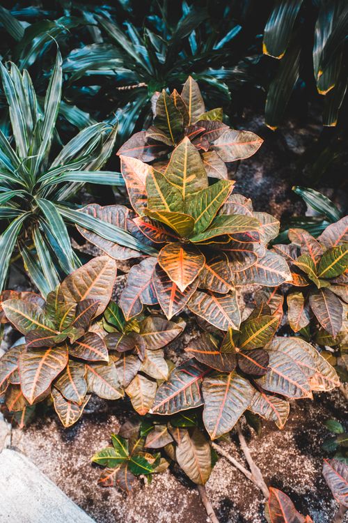 Free Close-up of vibrant croton plants with colorful foliage in a natural outdoor setting. Stock Photo
