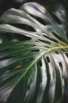 Detailed view of a Monstera leaf showcasing its characteristic holes and lush green texture.. pexels, detailed, view