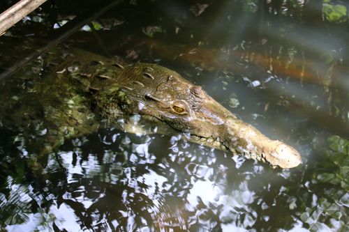 Crocodile Mangroves