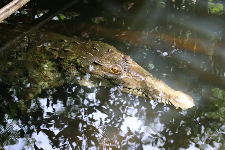 Crocodile Underwater 