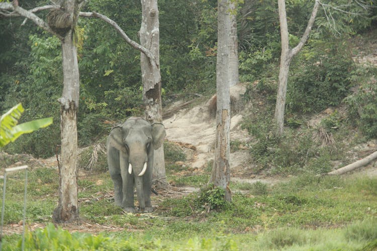 Elephant In Wild Jungle Forest