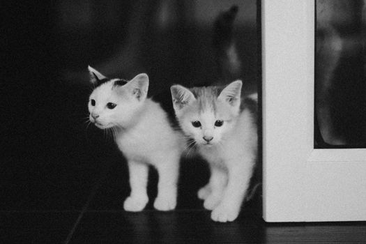 Adorable black and white photo of two curious kittens peeking from behind a door indoors.