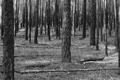 Imagine de stoc gratuită din alb-negru, arbori, codru