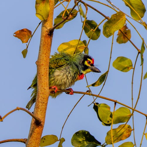 Gratis lagerfoto af coppersmith barbet, dyr, fugl